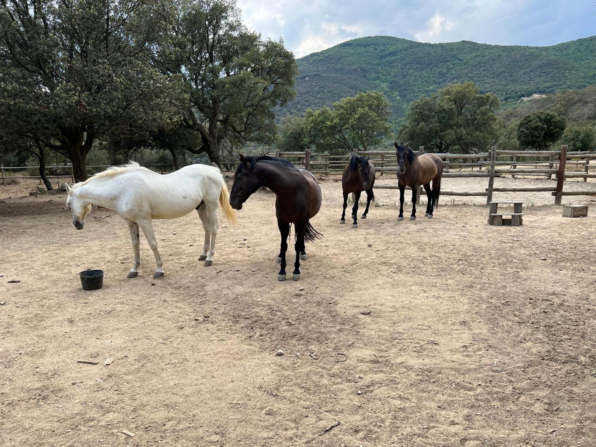 Can Maimes Agullana Dış mekan fotoğraf